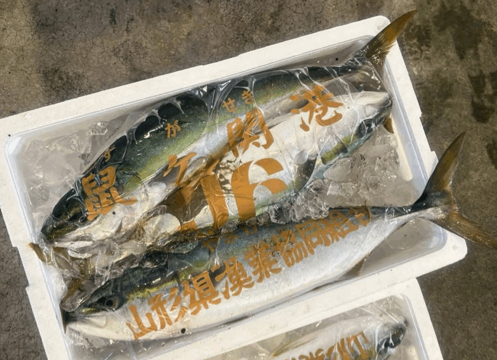 ブリ（天然）